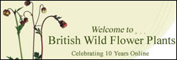 British Wild Flower Plants